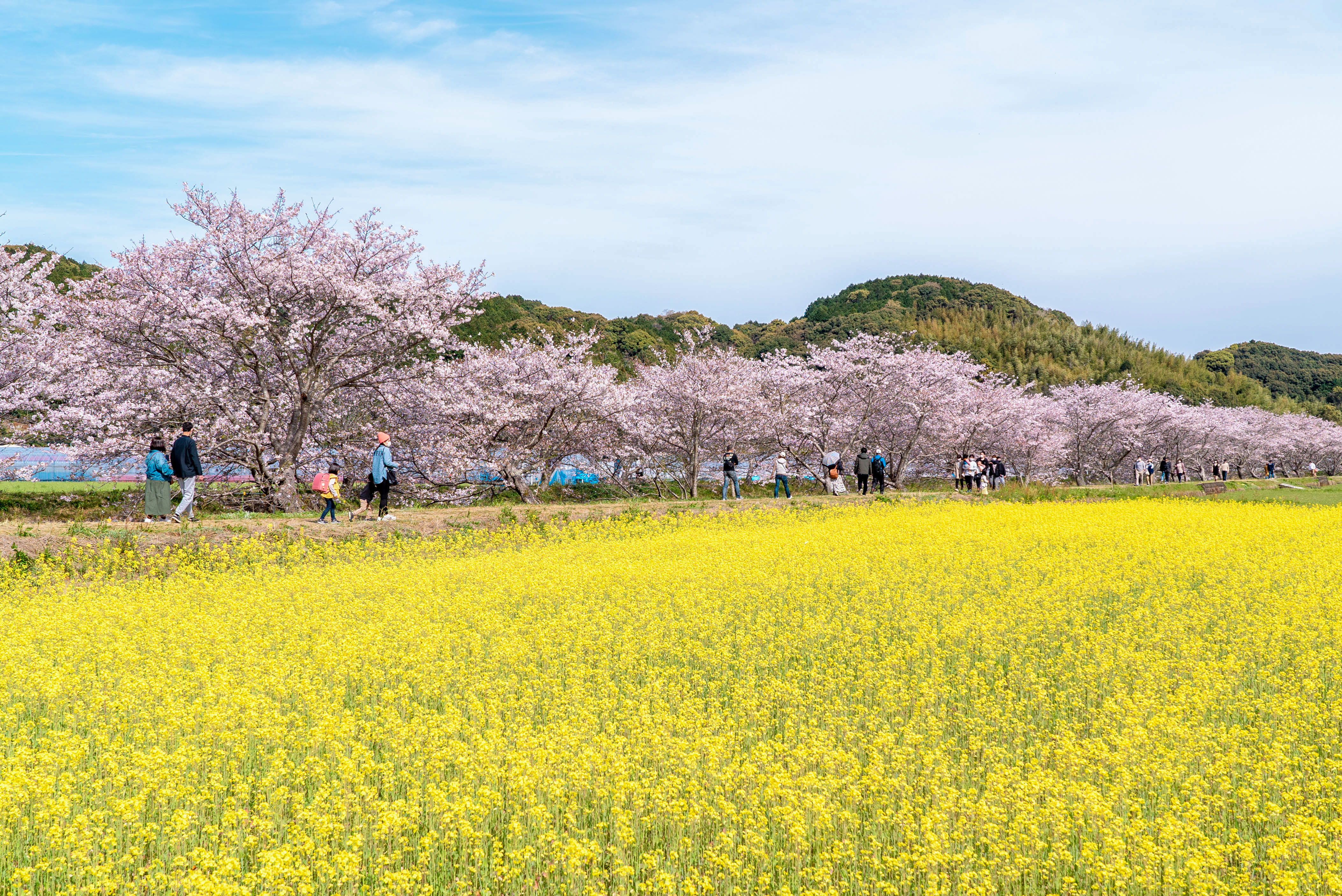 桜と菜の花の画像