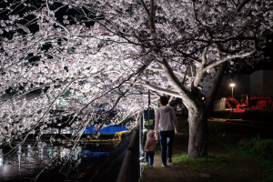 八郎川沿いの桜
