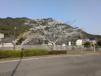 馬場公民館前桜