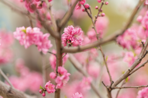 桃の花