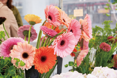 色とりどりの花