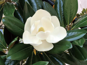 タイサンボクの花