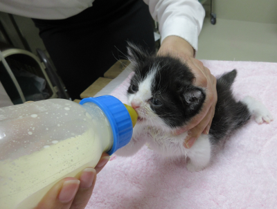 ねこ