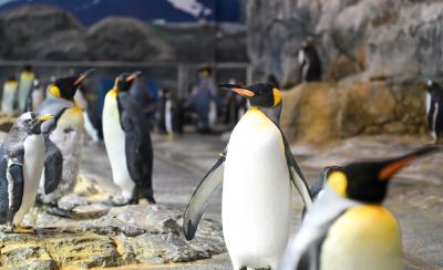 ペンギンたちの写真