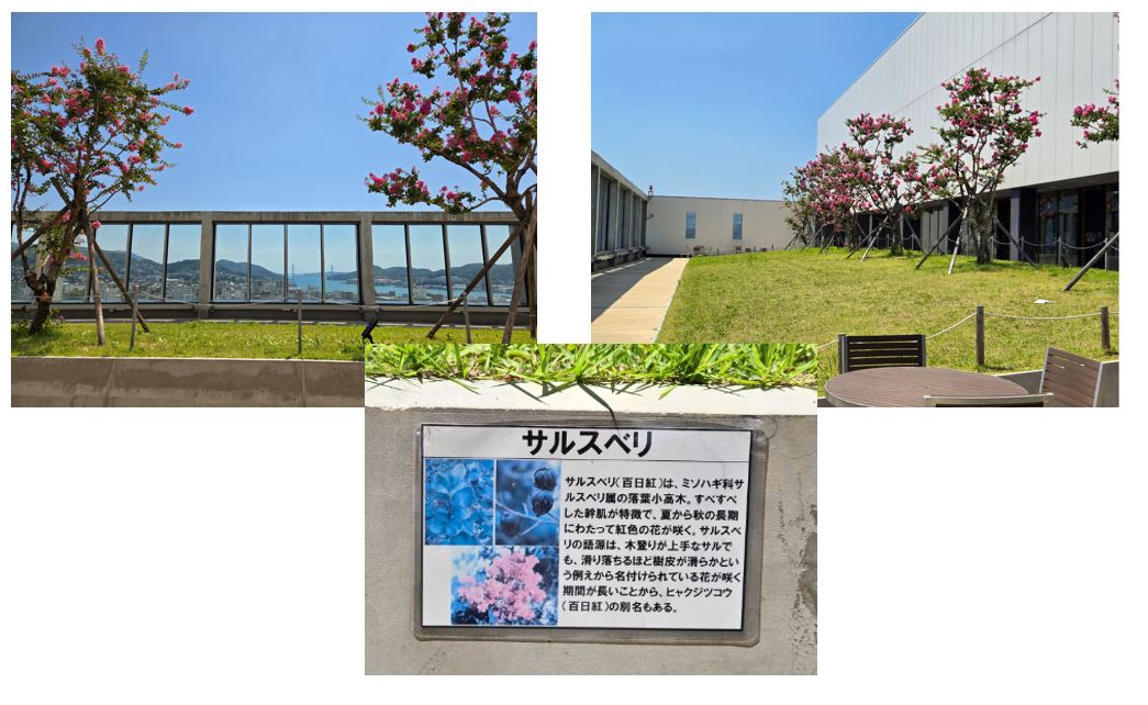 19階屋上庭園の写真3枚（サルスベリの花とサルスベリの説明プレート）
