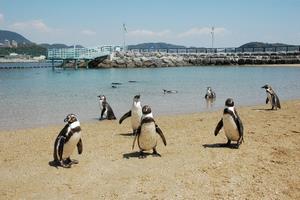 ペンギンビーチの画像