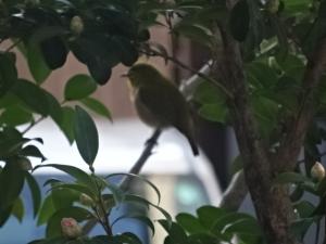 さざんかとめじろ