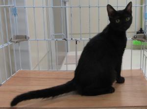 譲渡対象猫20251114-1