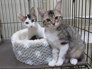 譲渡対象猫20251114-4