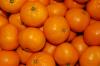 みかんの写真