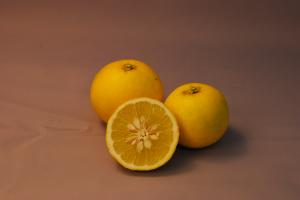 ゆうこうの写真