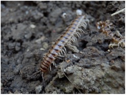 ヤンバルトサカヤスデの成虫の写真