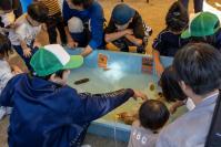 海のいきものタッチプールに集まる子どもたち