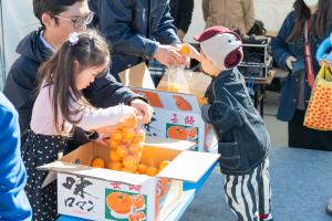 みかん詰め放題の様子
