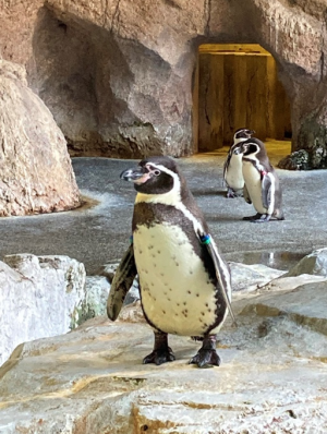 フンボルトペンギン