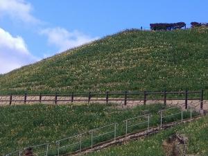 水仙の丘　2月9日　(月曜日)　撮影　1枚目