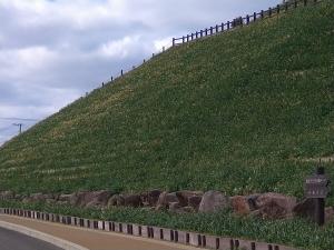 水仙の丘　2月9日 （月曜日）撮影　2枚目