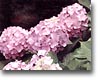 長崎市の花　あじさい