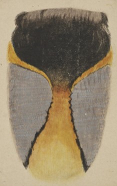 禽譜よりキングペンギンの図１