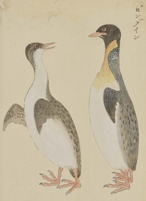 禽譜よりキングペンギンの図２