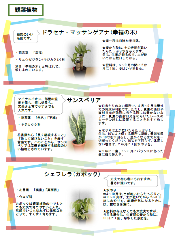 観葉