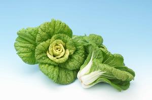 長崎白菜（唐人菜）