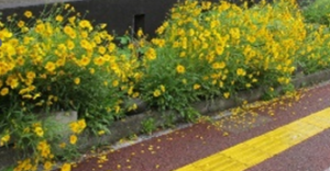 オオキンケイギク歩道沿いの開花の画像