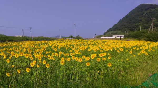 安保花壇（ひまわり№.01）