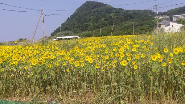 安保花壇（ひまわり№.04）