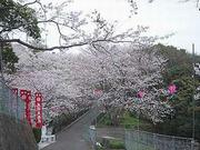 桜の画像