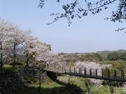 桜の画像