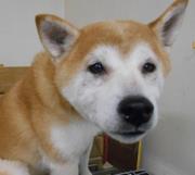 犬の画像3