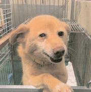 犬の画像4
