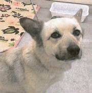 犬の画像5