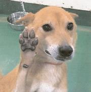 犬の画像7