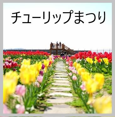 チューリップアイコン