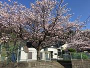 郵便局横 さくら