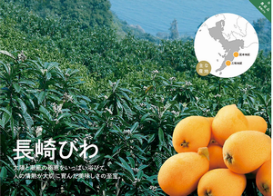 長崎びわ