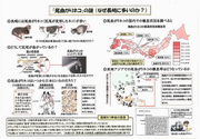 尾曲がり2
