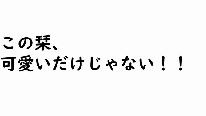 この栞、 可愛いだけじゃない!!の画像
