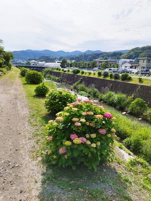 あじさいロードの画像1