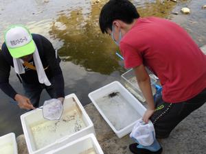 八郎川の生物学習会の画像3
