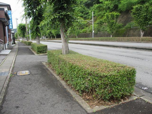 街路樹選定1