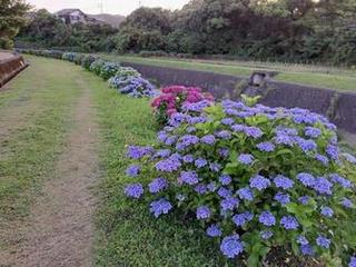 古賀のあじさい04