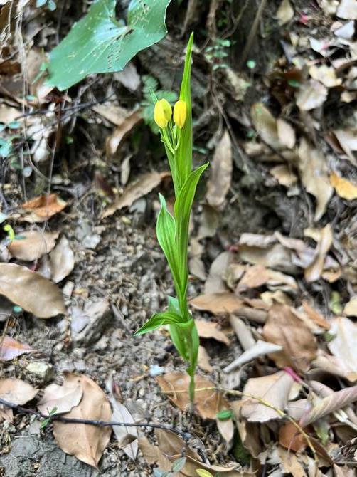 山野草1