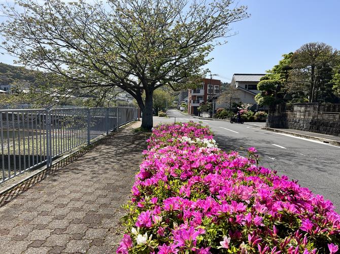 2023八郎川ツツジの画像1