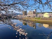 郎川沿いの桜の昼の画像1