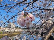 郎川沿いの桜の昼の画像3