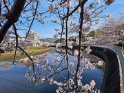 郎川沿いの桜の昼の画像4