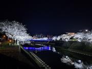郎川沿いの桜の夜の画像2